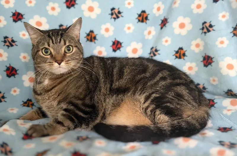A senior medium-sized male Tabby cat named Tiger The Handsome Tabby for adoption in Oviedo, FL