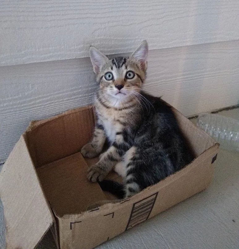 Tiger The Handsome Tabby thumbnail 2