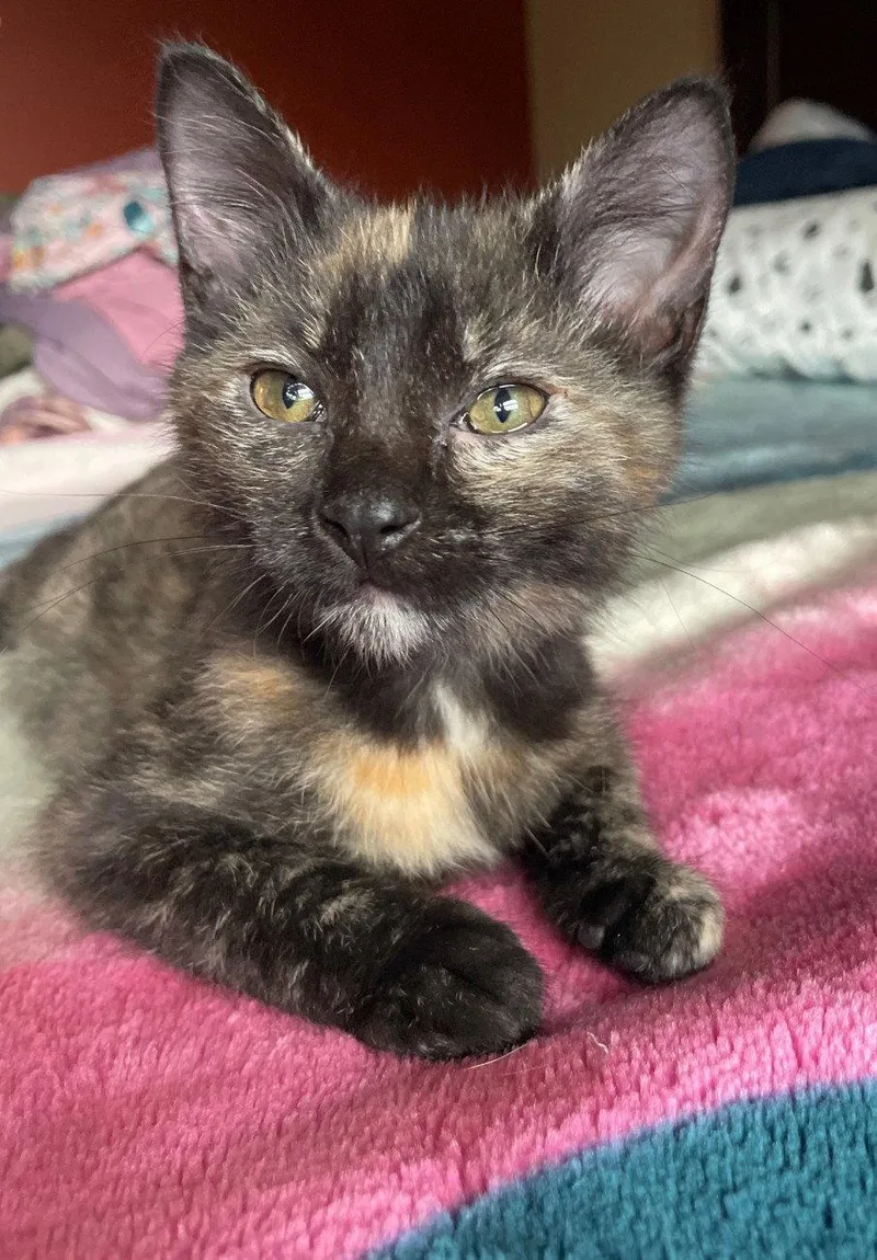 A baby medium-sized female Tortoiseshell cat named Racoon for adoption in Island Lake, IL