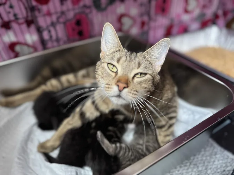 An adult medium-sized female Brown / Chocolate Domestic Short Hair cat named Princess Donut for adoption in Fort Collins, CO