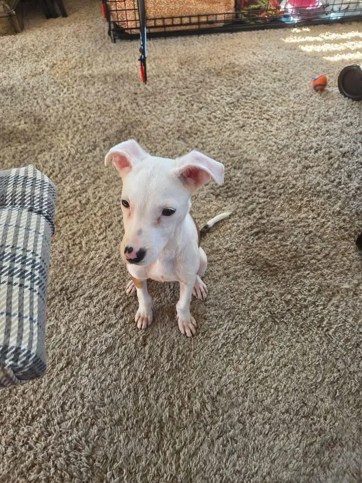 A baby small-sized female Terrier dog named Pearl for adoption in Berlin, NJ