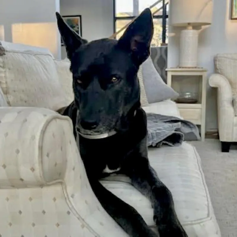 An adult medium-sized female Labrador Retriever dog named Birdie for adoption in Mead, CO