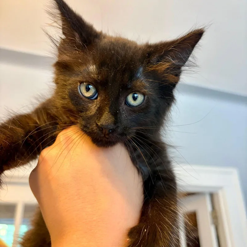 A baby medium-sized male Black Domestic Short Hair cat named Espresso for adoption in Brooklyn, NY