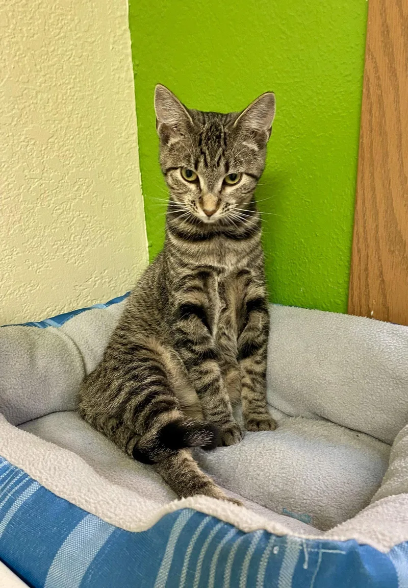 A young medium-sized female Domestic Short Hair cat named Diem for adoption in Fargo, ND