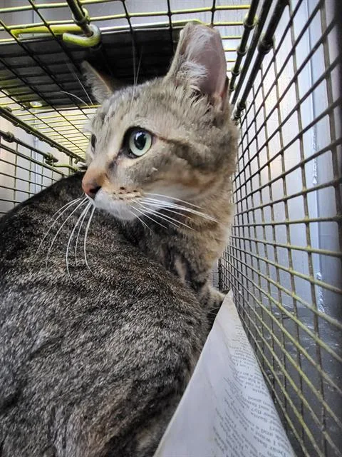 An adult medium-sized male Domestic Short Hair cat named Harvey for adoption in San Antonio, TX