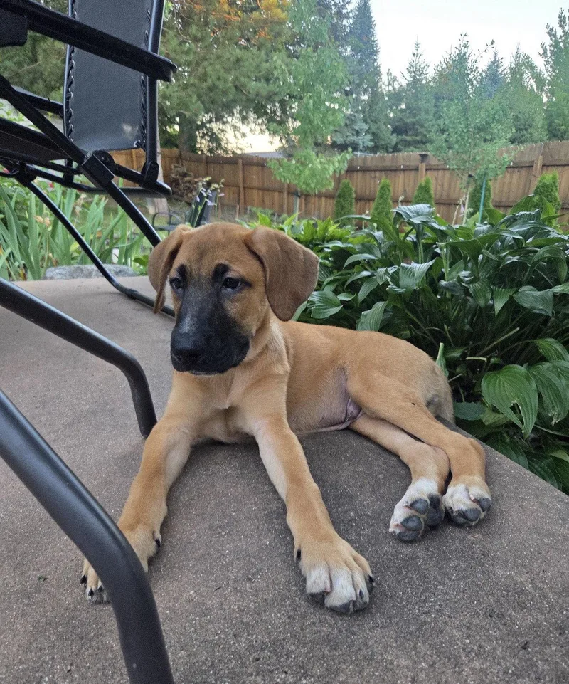 A baby large-sized male Black Mouth Cur dog named Moose for adoption in Jefferson, WI
