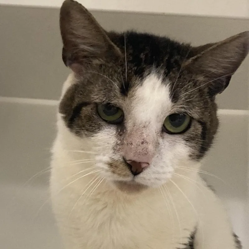 An adult medium-sized male White Domestic Short Hair cat named Blair for adoption in Kennett Square, PA