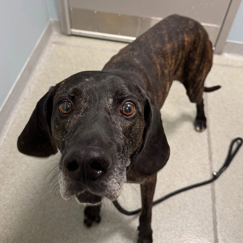 A senior medium-sized male Plott Hound dog named Big Jon for adoption in New Castle, DE