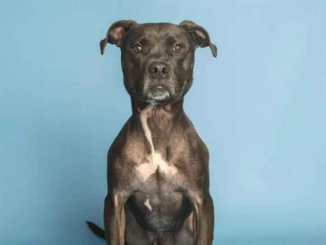 An adult large-sized male Pit Bull Terrier dog named Spock for adoption in Phoenix, AZ