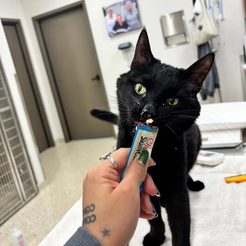 A senior medium-sized male Black Domestic Short Hair cat named Virgil for adoption in Nashville, IN
