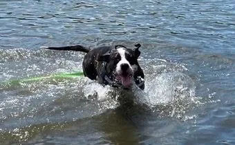 An adult large-sized female Black American Staffordshire Terrier dog named Ella for adoption in Dayville, CT