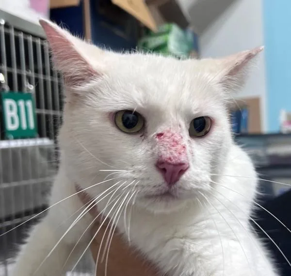 An adult medium-sized male Domestic Short Hair cat named b Casper for adoption in Dallas, GA