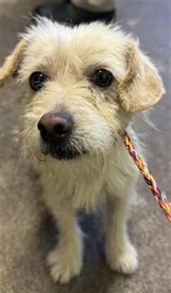 A young small-sized male Terrier dog named Crane for adoption in Sacramento, CA