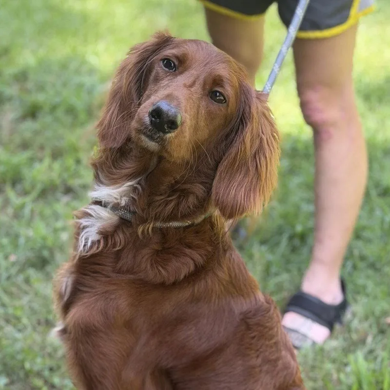 An adult medium-sized female Irish Setter dog named Lady for adoption in Locust Fork, AL