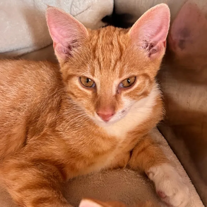 A baby small-sized male Orange / Red Domestic Short Hair cat named Tang for adoption in Lynchburg, VA