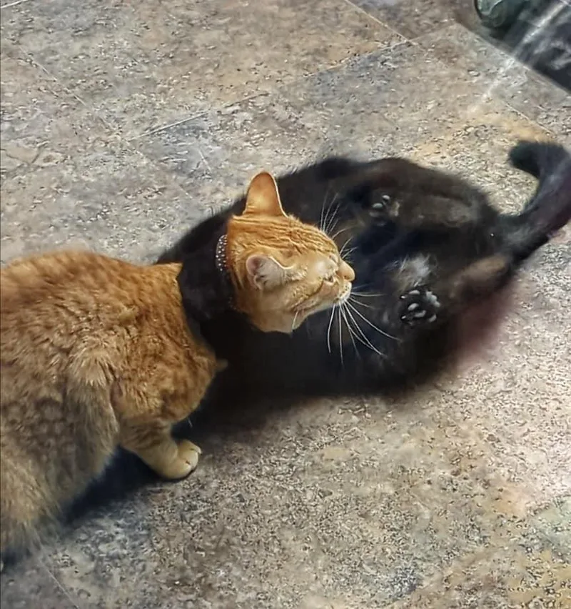 Doug Judybonded Buddy Program thumbnail 6