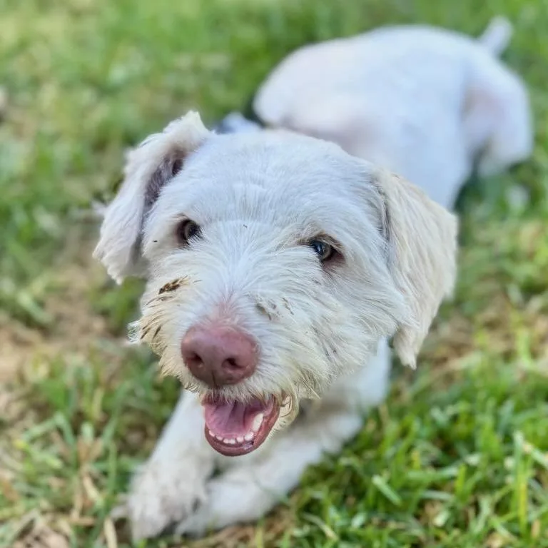 An adult small-sized male Miniature Poodle dog named Joey Tribbiani Chino for adoption in Chino Hills, CA