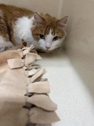An adult large-sized male Domestic Medium Hair cat named Matteo for adoption in Pequot Lakes, MN