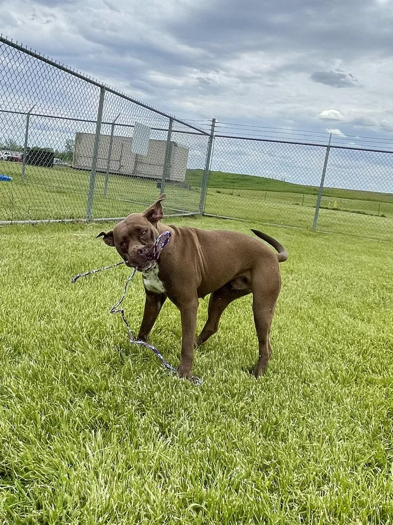 An adult large-sized female Brown / Chocolate Pit Bull Terrier dog named Coco for adoption in Washington Court House, OH