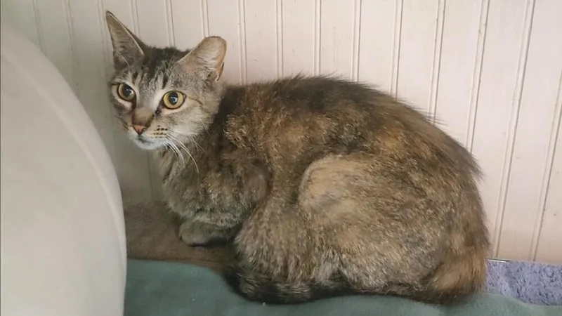 An adult medium-sized female Brown / Chocolate Domestic Short Hair cat named Walkie Talkie for adoption in Ocala, FL