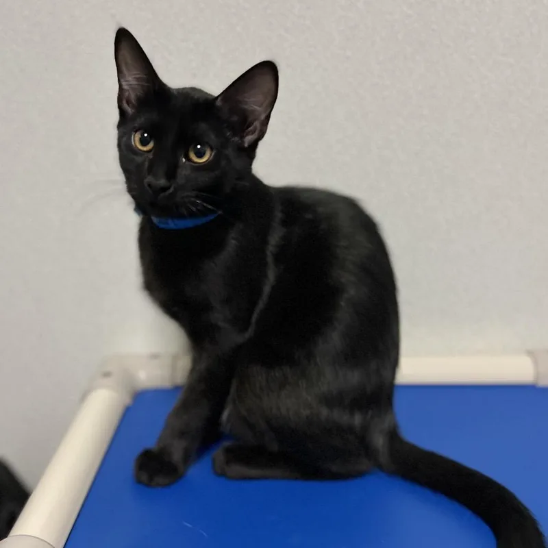 A baby medium-sized male Black Domestic Short Hair cat named Cecil for adoption in Westhampton, NY