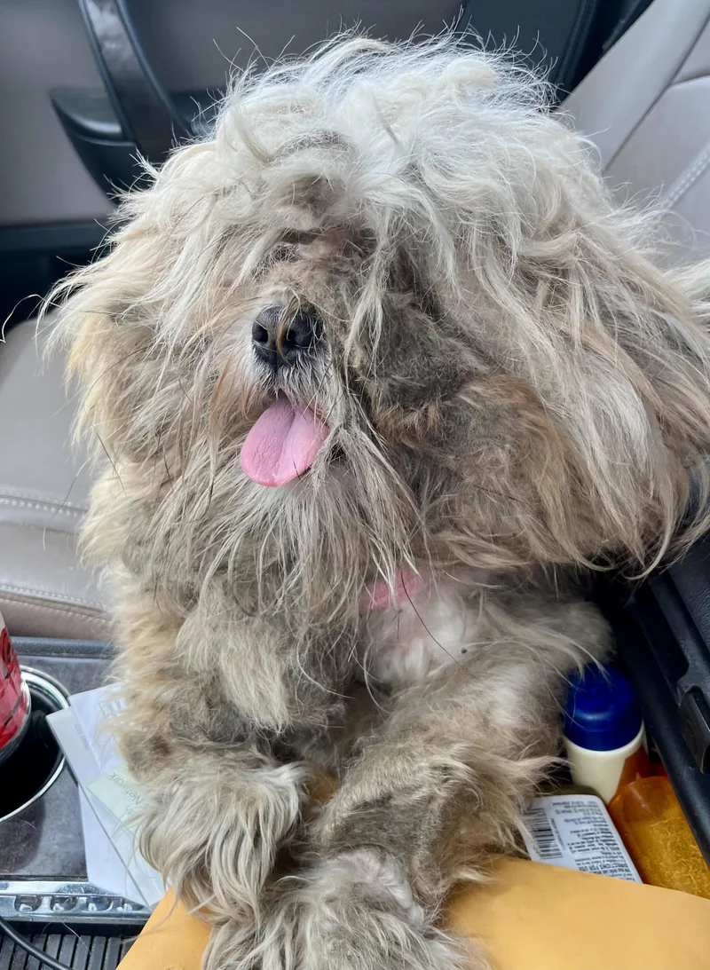 An adult small-sized male Mixed Breed dog named Casper for adoption in Mt Pleasant, SC