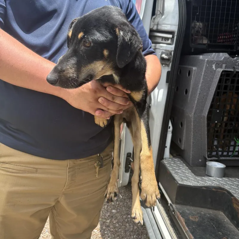 A young medium-sized male Black Mixed Breed dog named Oscar for adoption in Austin, TX
