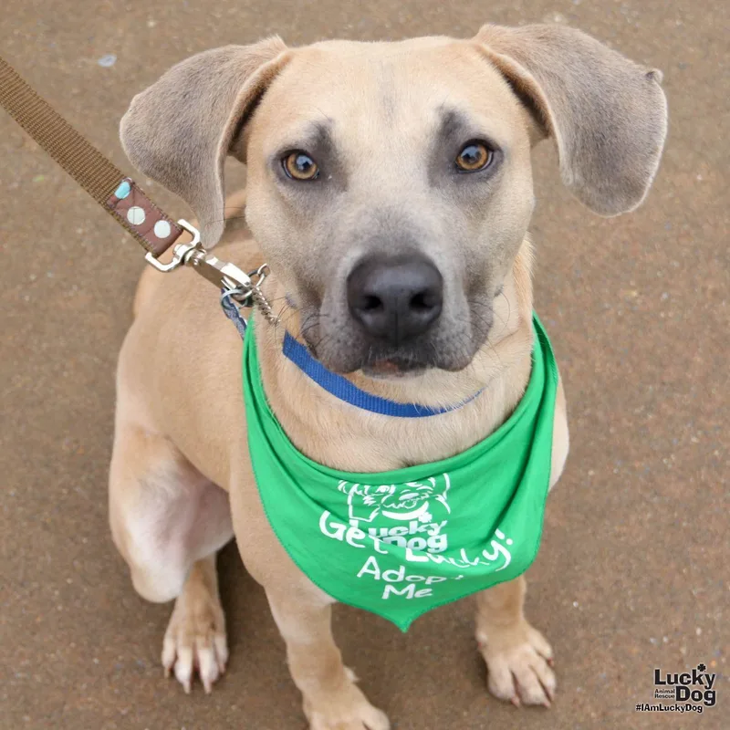 A young medium-sized male Labrador Retriever dog named Rico for adoption in Washington, DC