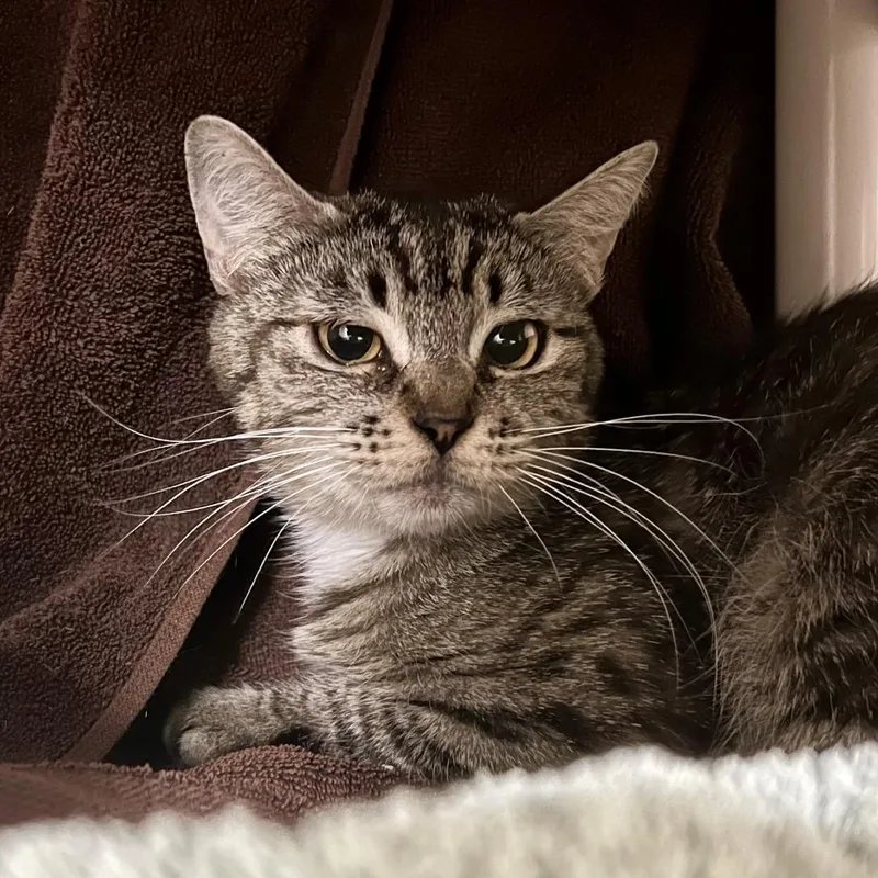 A young medium-sized female Brown / Chocolate Domestic Short Hair cat named Working Cat Dawn for adoption in Tacoma, WA