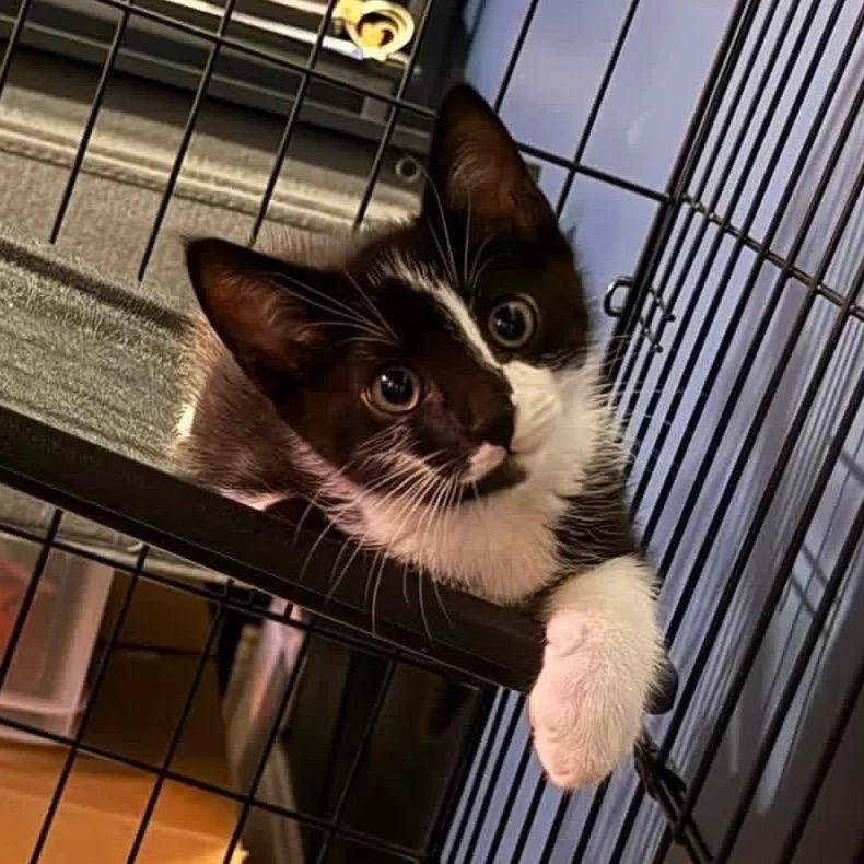 A baby small-sized male Black Domestic Short Hair cat named Carne for adoption in Oakton, VA