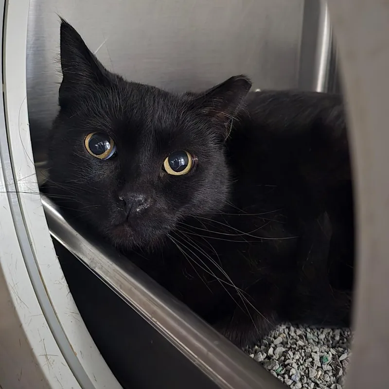 An adult medium-sized female Black Domestic Short Hair cat named Sweet Pea Warrah for adoption in Denver, CO
