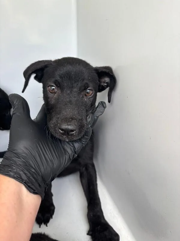 A young small-sized male Black Labrador Retriever dog named Frankie for adoption in Mobile, AL