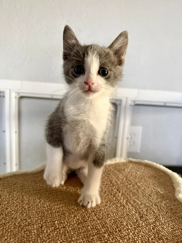 A baby small-sized male Domestic Short Hair cat named Odysseus for adoption in Austin, TX