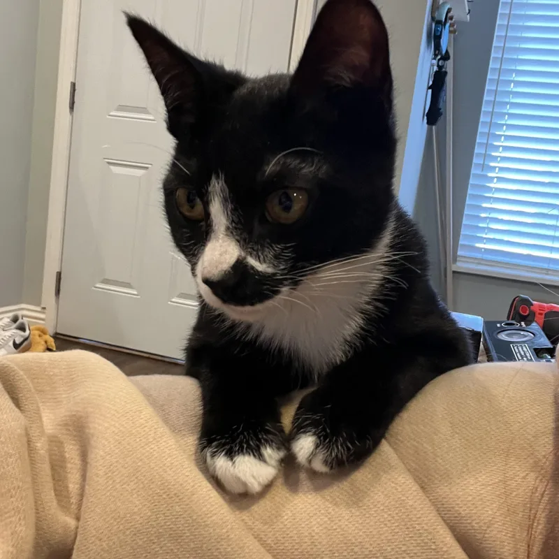 A baby medium-sized female Black & White / Tuxedo Domestic Short Hair cat named Cookie for adoption in Orange, CA