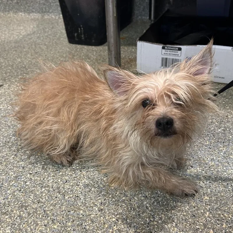 An adult small-sized female Yellow / Tan / Blond / Fawn Terrier dog named IVHSStray for adoption in San Gabriel, CA