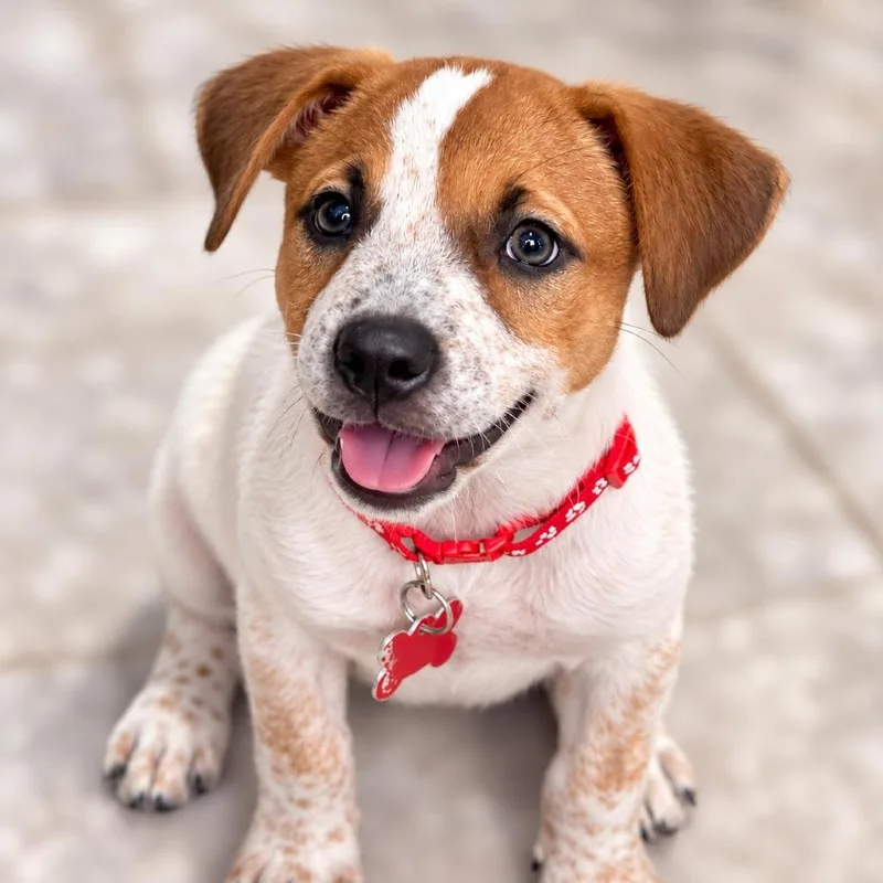 A baby small-sized female Cattle Dog dog named Perla for adoption in Boerne, TX