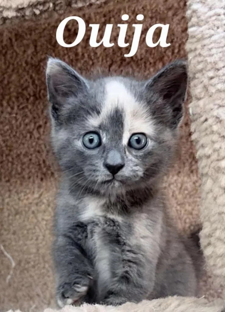 A baby small-sized female Domestic Short Hair cat named Ouija for adoption in Rutherfordton, NC