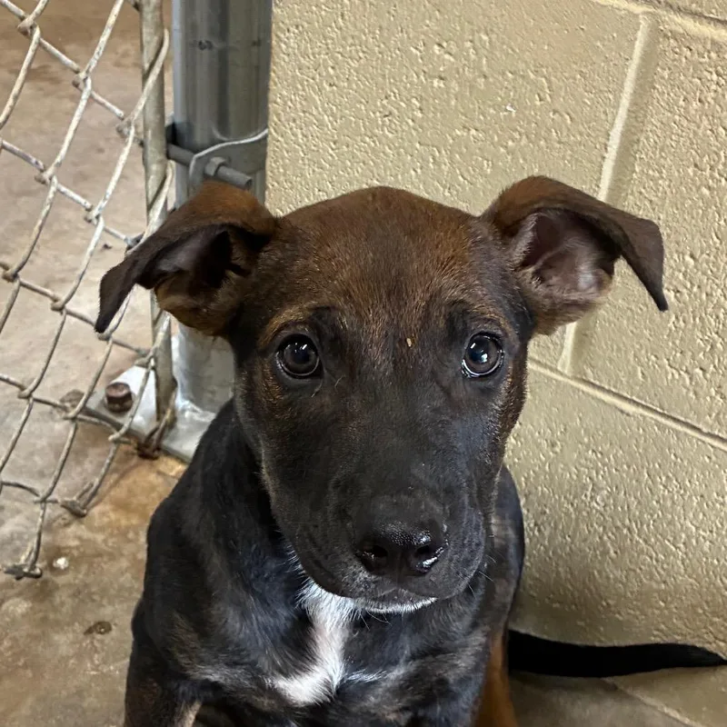 A baby small-sized male Yellow / Tan / Blond / Fawn Hound dog named Pepper for adoption in Bronson, FL