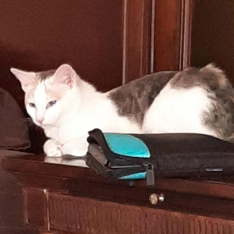 An adult small-sized female Calico Domestic Short Hair cat named Braveheart Homer for adoption in Merrifield, VA