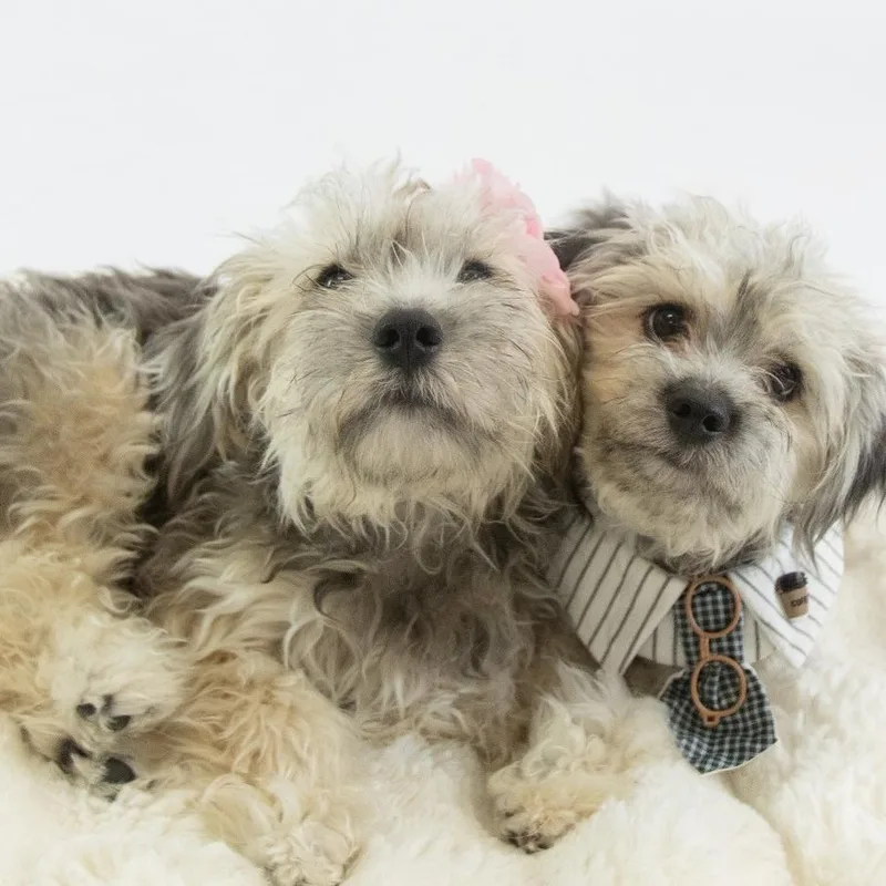 A baby small-sized female Havanese dog named Mint for adoption in Phoenix, AZ