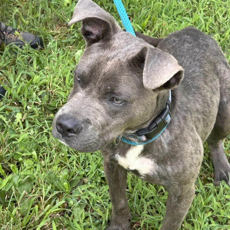 An adult medium-sized male Gray / Blue / Silver Pit Bull Terrier dog named Howard for adoption in Charles City, VA
