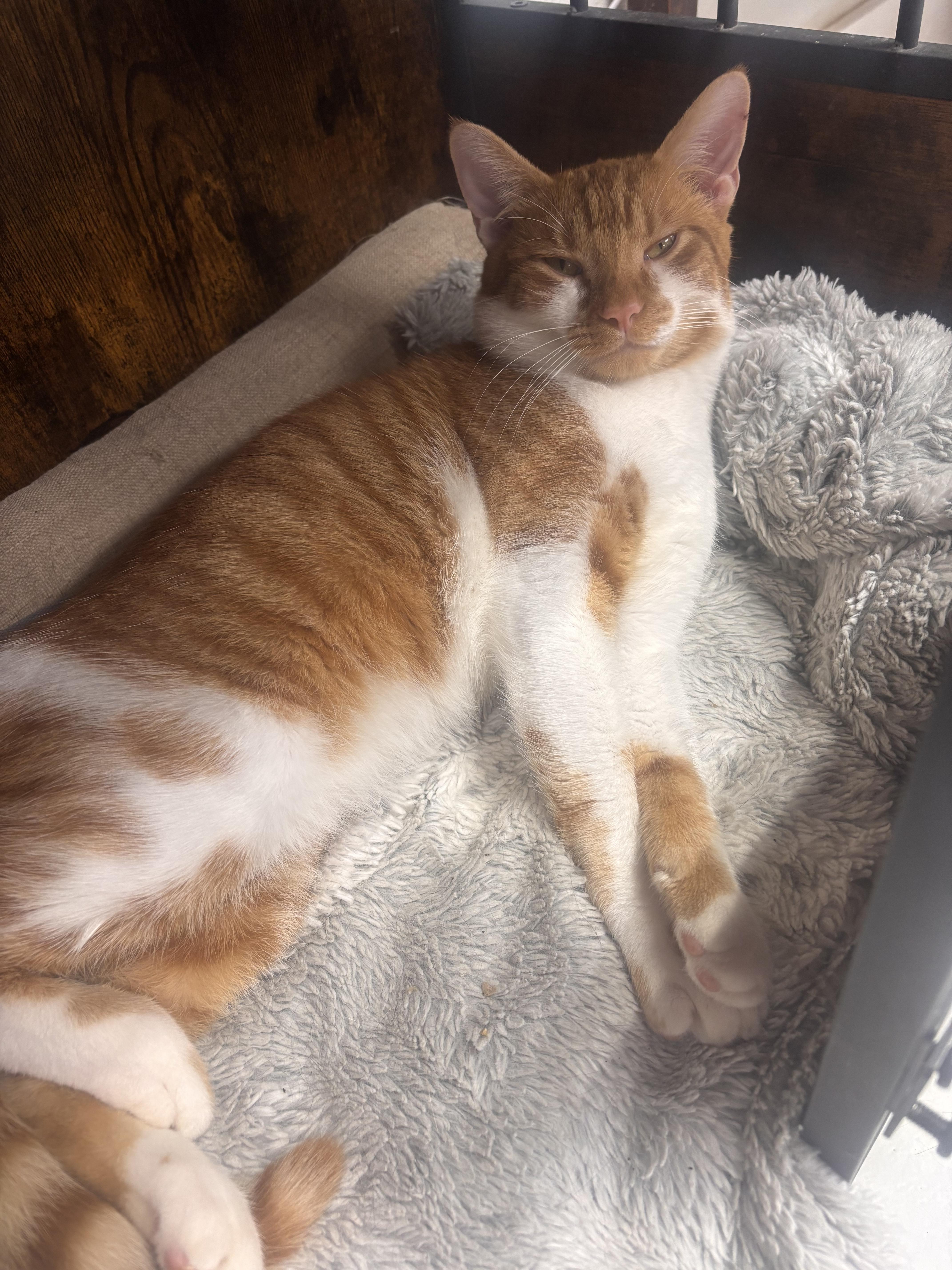 A young medium-sized male Tabby (Orange / Red) Domestic Short Hair cat named Toaster for adoption in Huntsville, AL