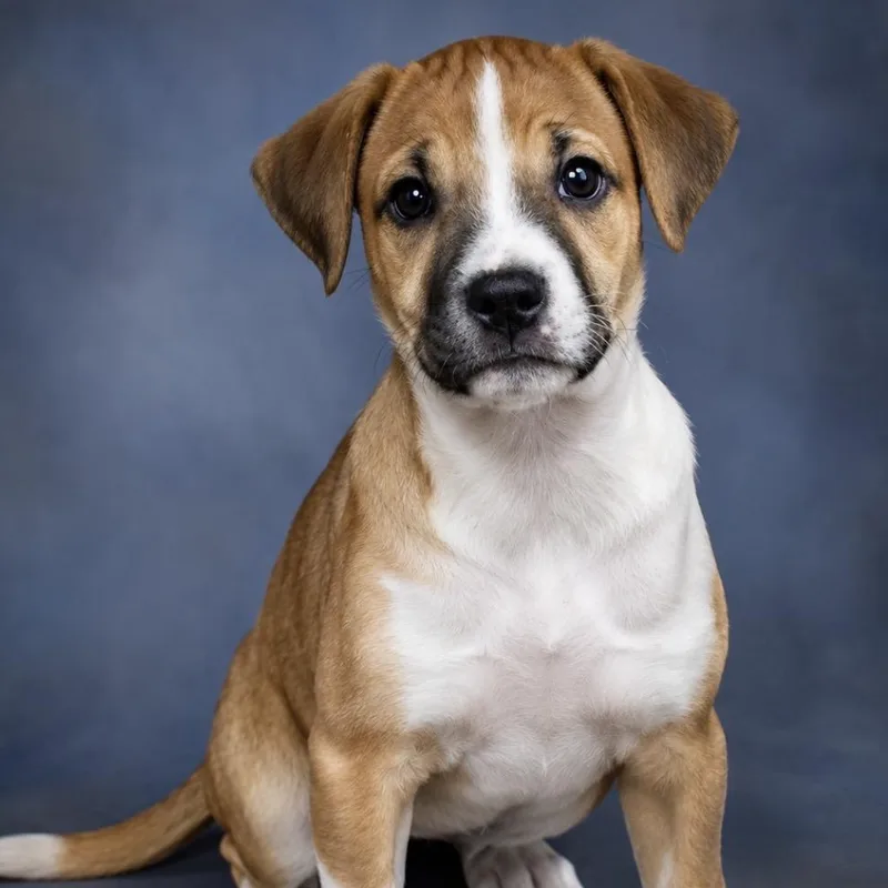 A baby medium-sized female Tricolor (Brown, Black, & White) Boxer dog named Juliet for adoption in Spring, TX