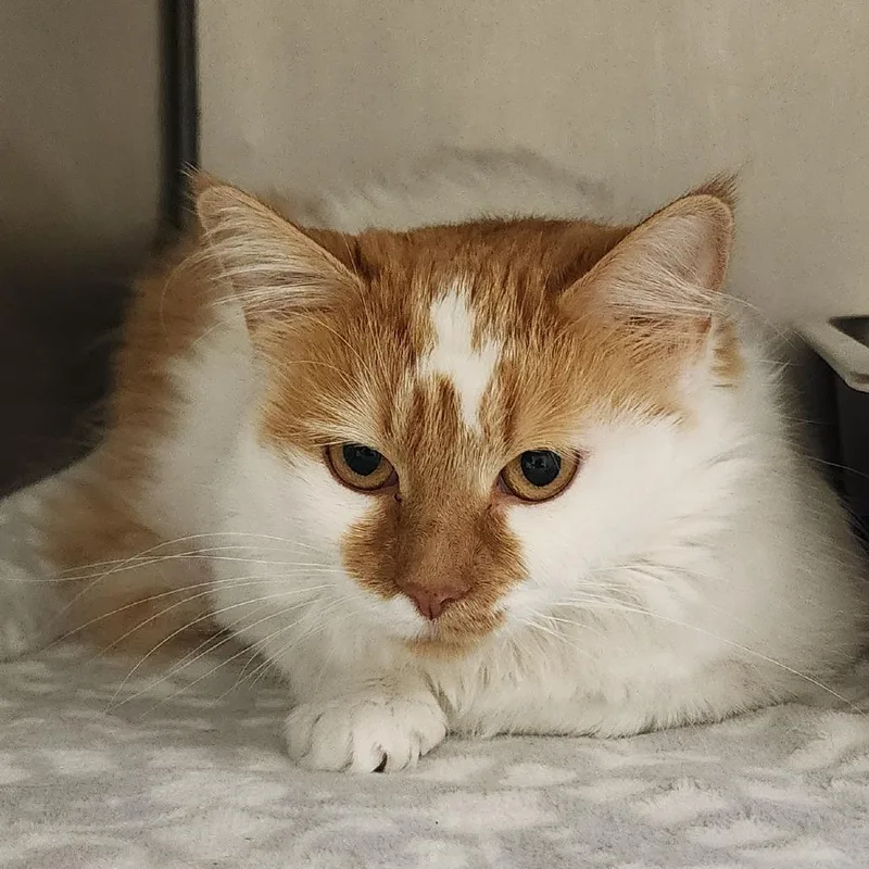 An adult large-sized female Domestic Long Hair cat named Mina for adoption in Elizabeth City, NC