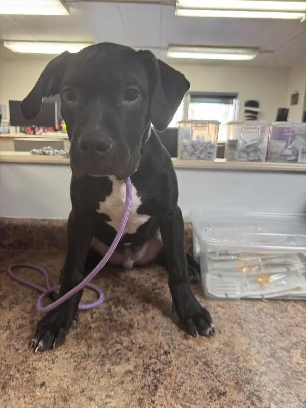 A young medium-sized male Black Mixed Breed dog named Boots for adoption in Cincinnati, OH