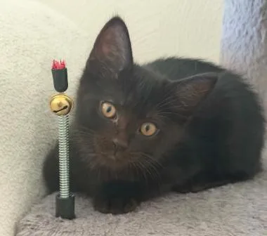 A baby medium-sized male Black Domestic Short Hair cat named Forest for adoption in Battle Creek, MI