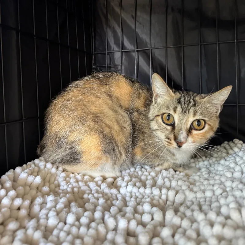 A young medium-sized female Torbie Manx cat named Bunny for adoption in Fredericksburg, TX