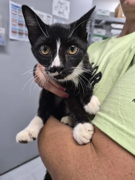 A young small-sized female Domestic Short Hair cat named Rosemary for adoption in Morristown, TN