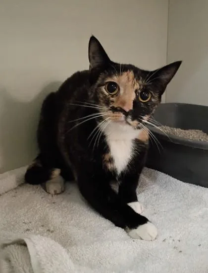 A baby small-sized female Domestic Medium Hair cat named Tia for adoption in Palm Coast, FL