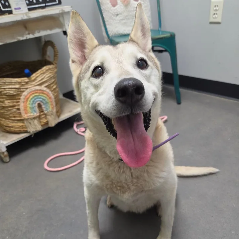 An adult medium-sized female Yellow / Tan / Blond / Fawn Shepherd dog named Cookie for adoption in Normal, IL